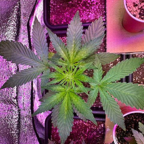 Critical +2 XXL Auto growlog photo: She’s fine 