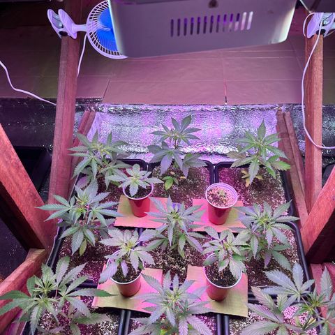 Critical +2 XXL Auto growlog photo: She’s fine 