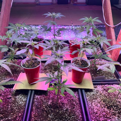 Critical +2 XXL Auto growlog photo: She’s fine 