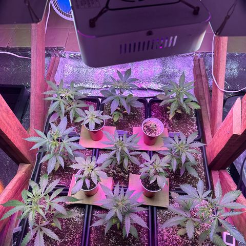 Critical +2 XXL Auto growlog photo: She’s fine 