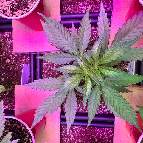Critical +2 XXL Auto growlog photo: She’s fine 