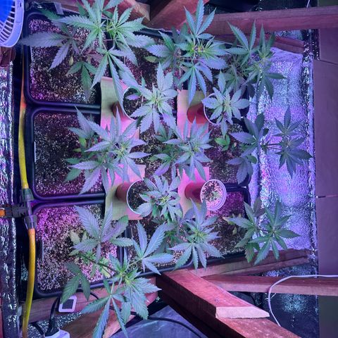 Critical +2 XXL Auto growlog photo: They’re beautiful 😍 