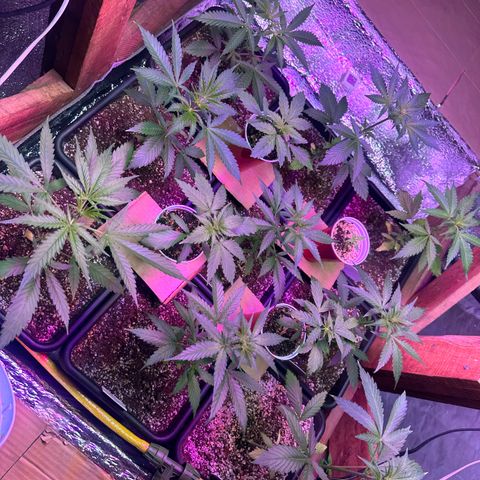 Critical +2 XXL Auto growlog photo: They’re beautiful 😍 