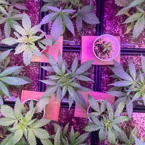 Critical +2 XXL Auto growlog photo: They’re beautiful 😍 