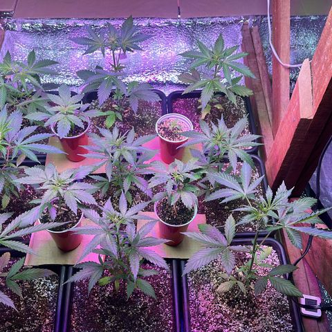 Critical +2 XXL Auto growlog photo: They’re beautiful 😍 