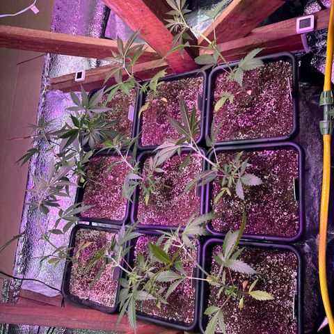 Critical +2 XXL Auto growlog timeline photo