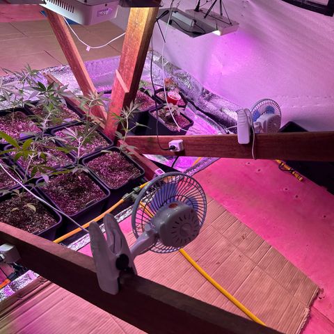 Critical +2 XXL Auto growlog timeline photo