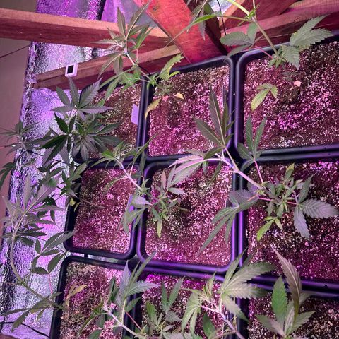Critical +2 XXL Auto growlog timeline photo