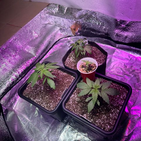 Critical +2 XXL Auto growlog photo: Transplante + treinamento 