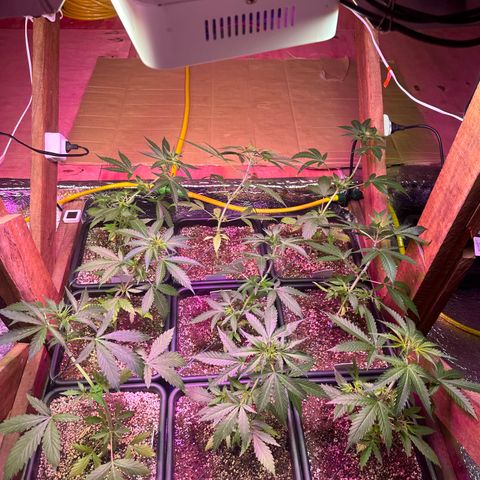 Critical +2 XXL Auto growlog timeline photo