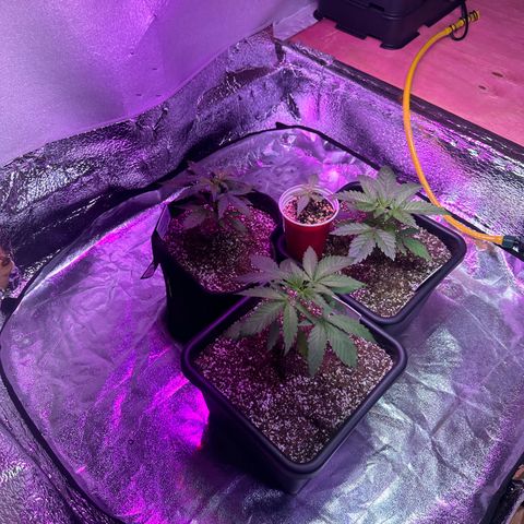 Critical +2 XXL Auto growlog timeline photo