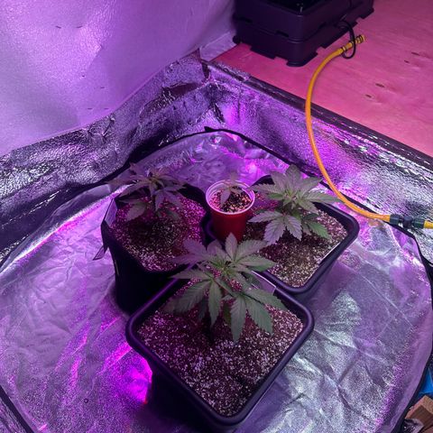 Critical +2 XXL Auto growlog timeline photo