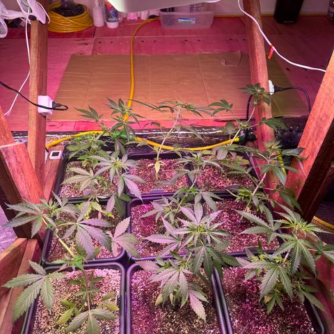 Critical +2 XXL Auto growlog photo: Ajuste nas amarras 🙏 tudo lindo aqui ! 