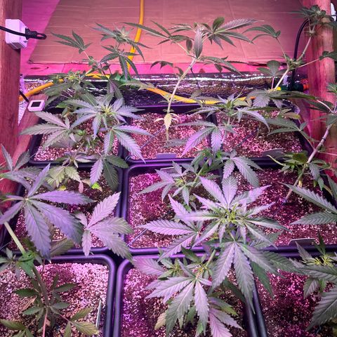 Critical +2 XXL Auto growlog timeline photo