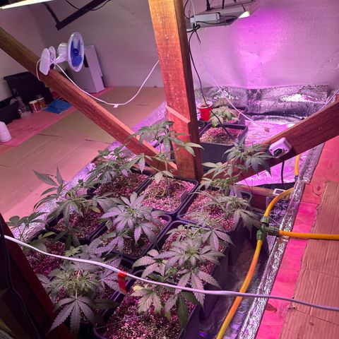 Critical +2 XXL Auto growlog timeline photo