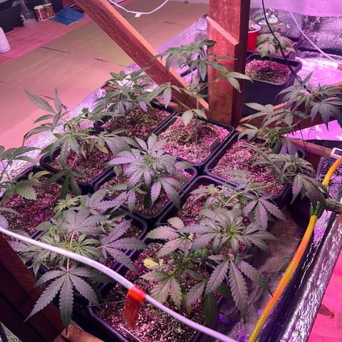 Critical +2 XXL Auto growlog timeline photo