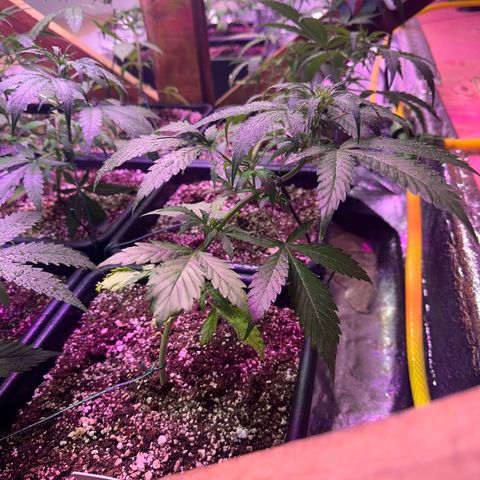 Critical +2 XXL Auto growlog timeline photo