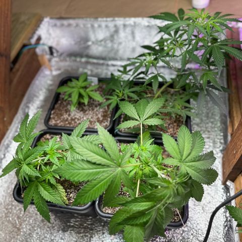 Critical +2 XXL Auto growlog timeline photo