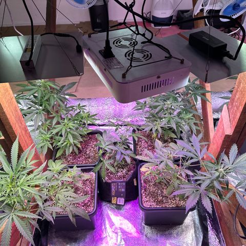 Critical +2 XXL Auto growlog timeline photo