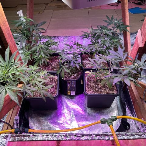 Critical +2 XXL Auto growlog timeline photo