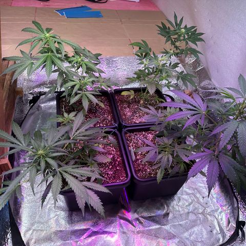 Critical +2 XXL Auto growlog timeline photo