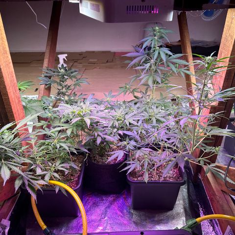 Critical +2 XXL Auto growlog photo: LST ajustado meninas
Respondendo muito bem 👍 