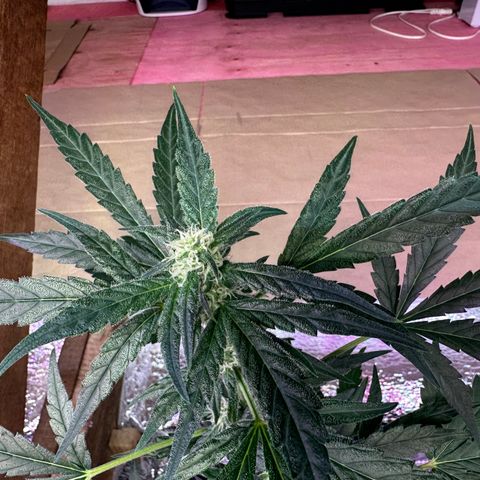 Critical +2 XXL Auto growlog photo: LST ajustado meninas
Respondendo muito bem 👍 