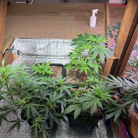 Critical +2 XXL Auto growlog photo: LST ajustado meninas
Respondendo muito bem 👍 