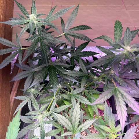 Critical +2 XXL Auto growlog photo: LST ajustado meninas
Respondendo muito bem 👍 