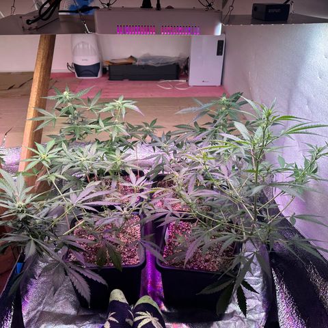 Critical +2 XXL Auto growlog photo: LST ajustado meninas
Respondendo muito bem 👍 