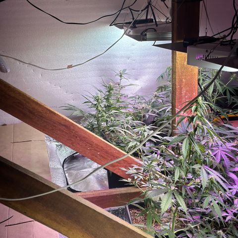 Critical +2 XXL Auto growlog photo: 🥰🥰🥰