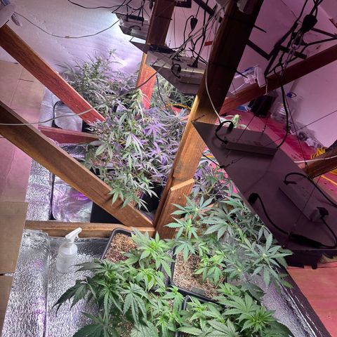 Critical +2 XXL Auto growlog photo: 🥰🥰🥰