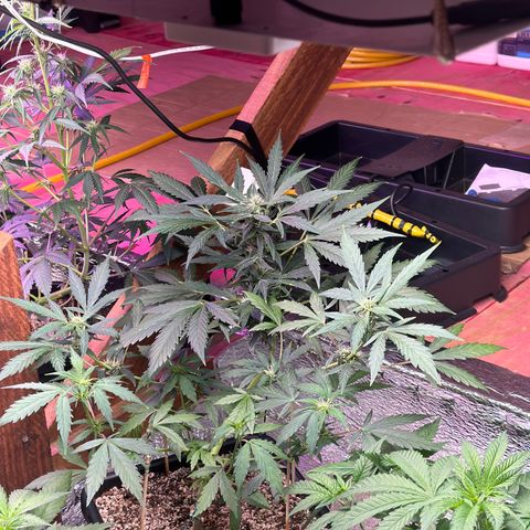 Critical +2 XXL Auto growlog photo: 🥰🥰🥰