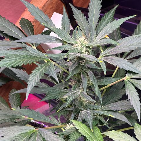 Critical +2 XXL Auto growlog photo: 🥰🥰🥰