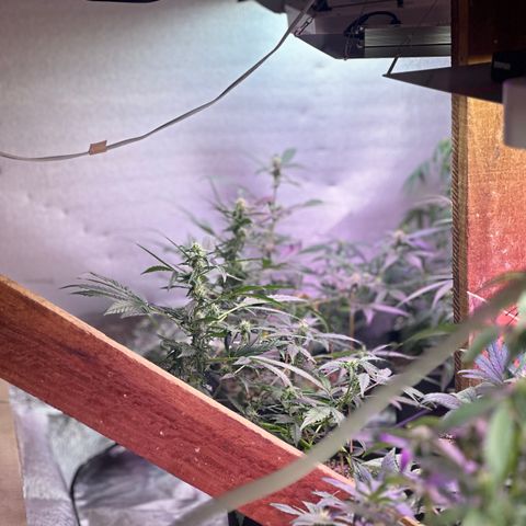 Critical +2 XXL Auto growlog photo: 🥰🥰🥰