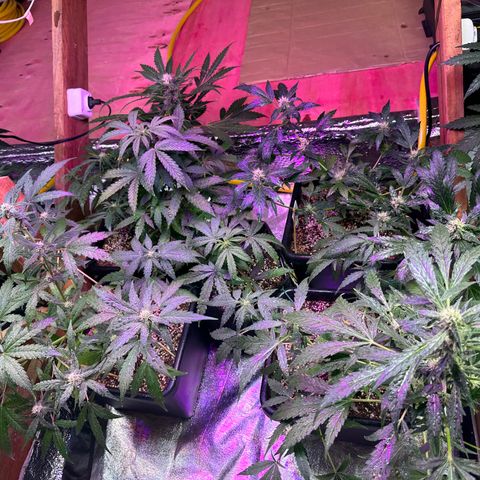 Critical +2 XXL Auto growlog timeline photo