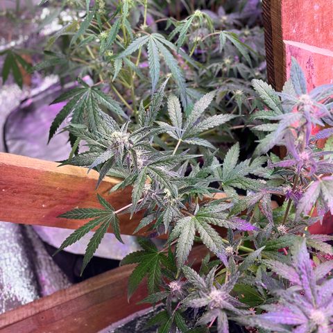 Critical +2 XXL Auto growlog timeline photo