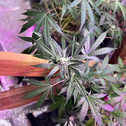 Critical +2 XXL Auto growlog timeline photo