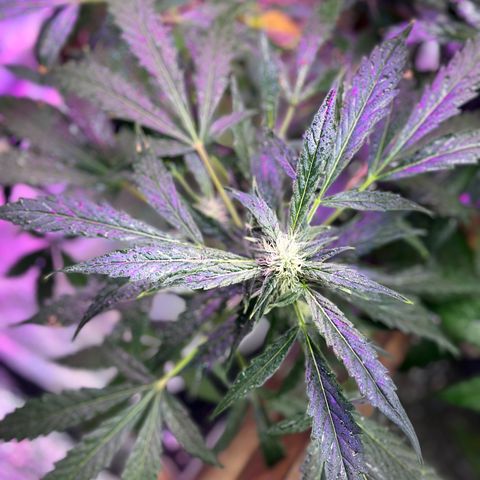 Critical +2 XXL Auto growlog timeline photo