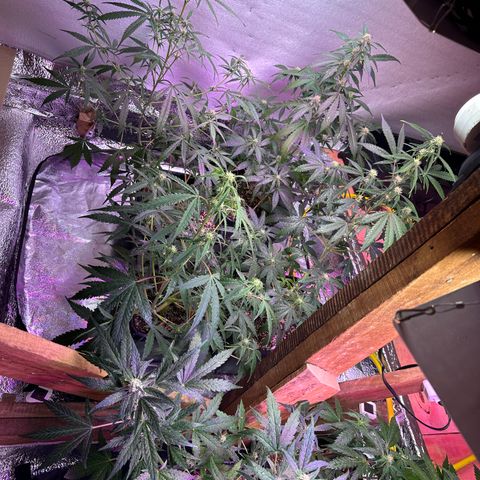 Critical +2 XXL Auto growlog timeline photo