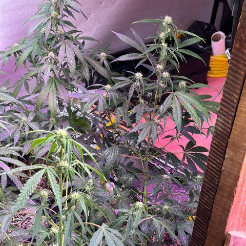 Critical +2 XXL Auto growlog timeline photo