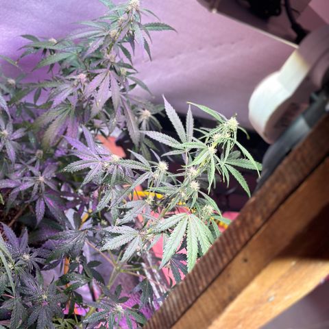 Critical +2 XXL Auto growlog timeline photo