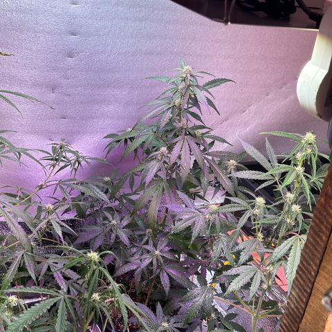Critical +2 XXL Auto growlog timeline photo