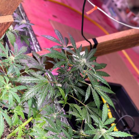 Critical +2 XXL Auto growlog timeline photo