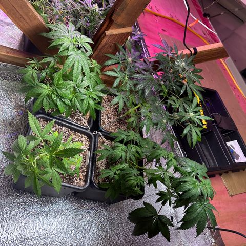 Critical +2 XXL Auto growlog photo: Coisa linda 