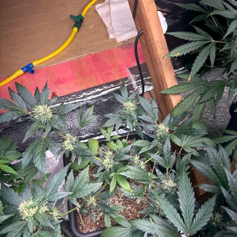 Critical +2 XXL Auto growlog photo: 😝