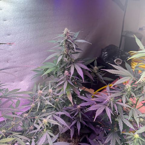 Critical +2 XXL Auto growlog photo: 😝