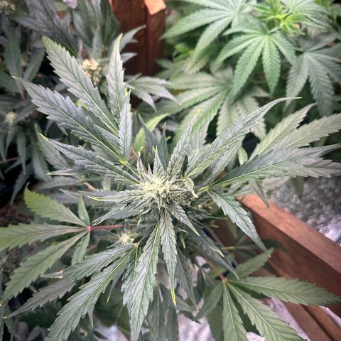 Critical +2 XXL Auto growlog photo: 😝
