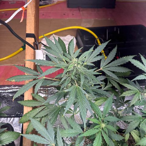 Critical +2 XXL Auto growlog photo: 😝