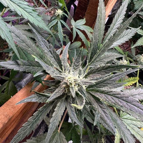 Critical +2 XXL Auto growlog photo: 😝